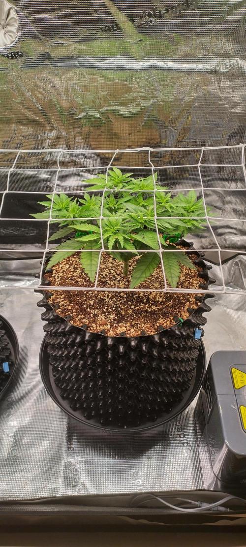 Super Lemon Haze Twins. Week 5