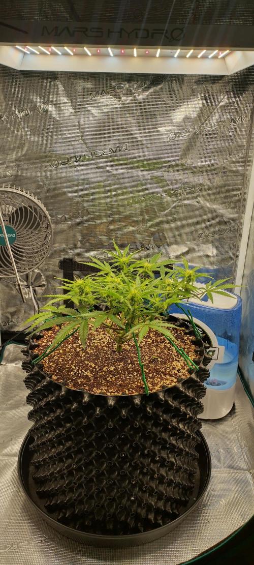 Gelato Auto 42. Week 6