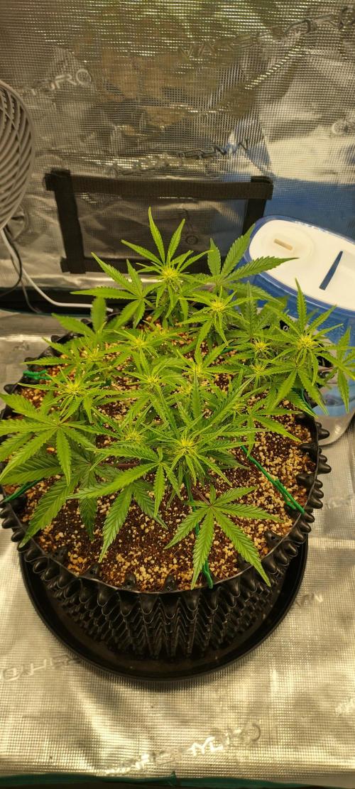 Gelato Auto 42. Week 6