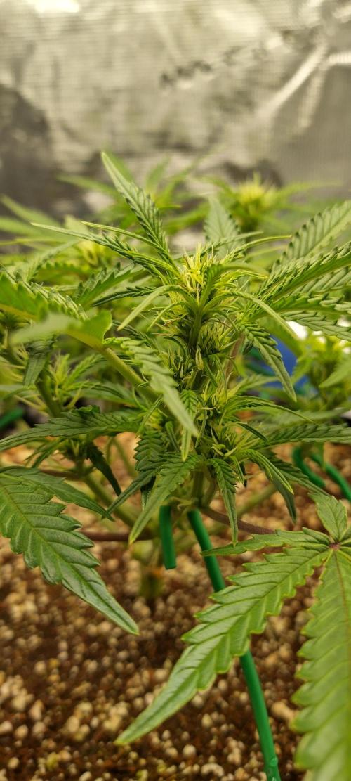 Gelato Auto 42. Week 6