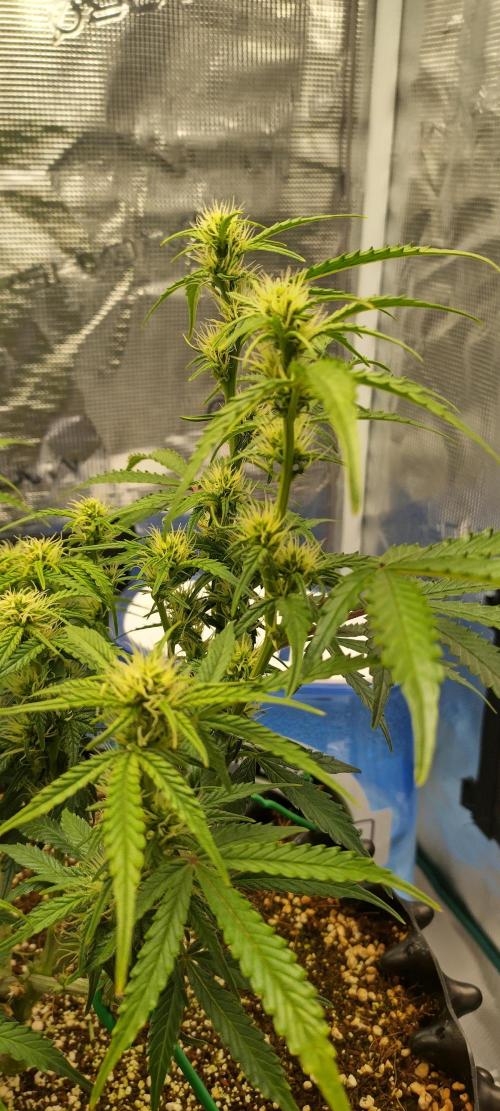 Gelato Auto 42. Week 7