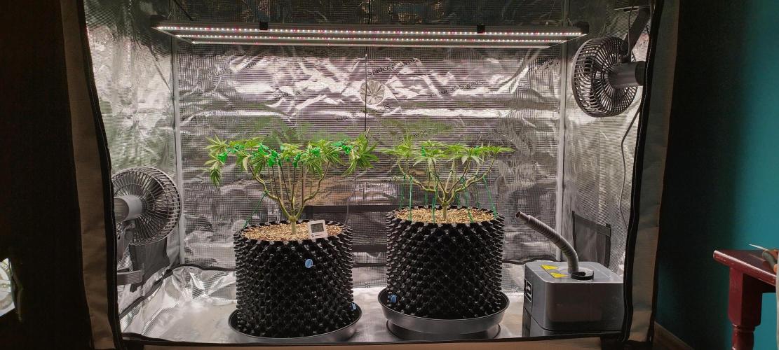 Super Lemon Haze Twins. Week 7