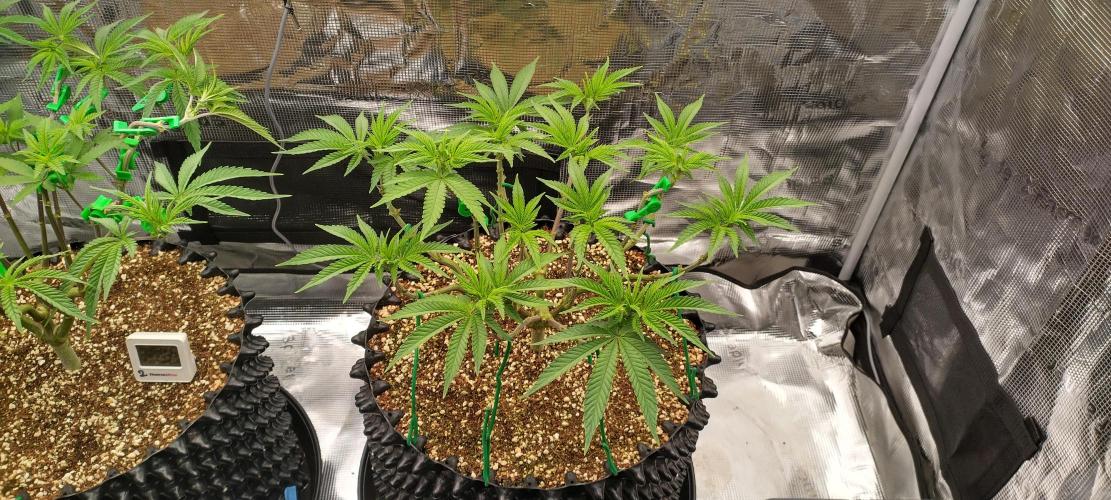 Super Lemon Haze Twins. Week 7