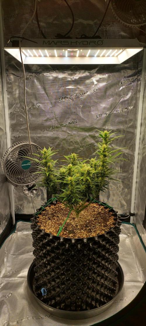 Gelato Auto 42. Week 8