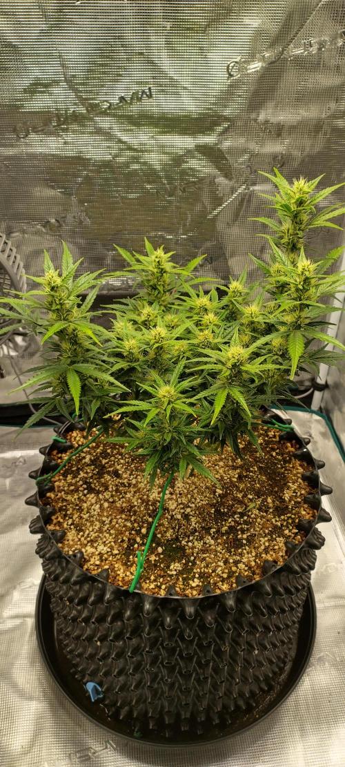 Gelato Auto 42. Week 8