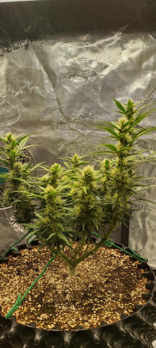 Gelato Auto 42. Week 8