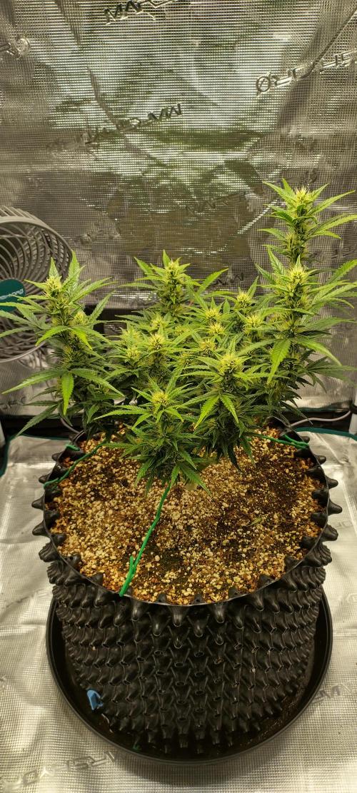 Gelato Auto 42. Week 8