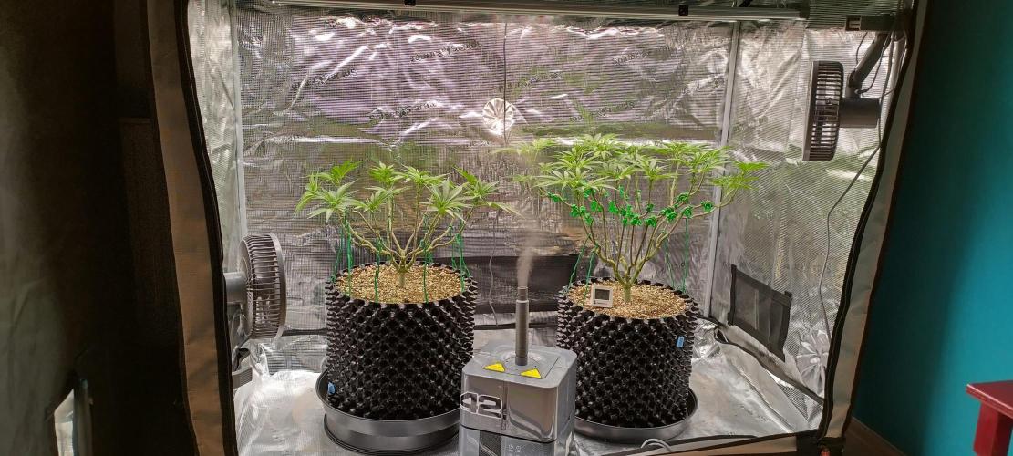 Super Lemon Haze Twins. Week 8