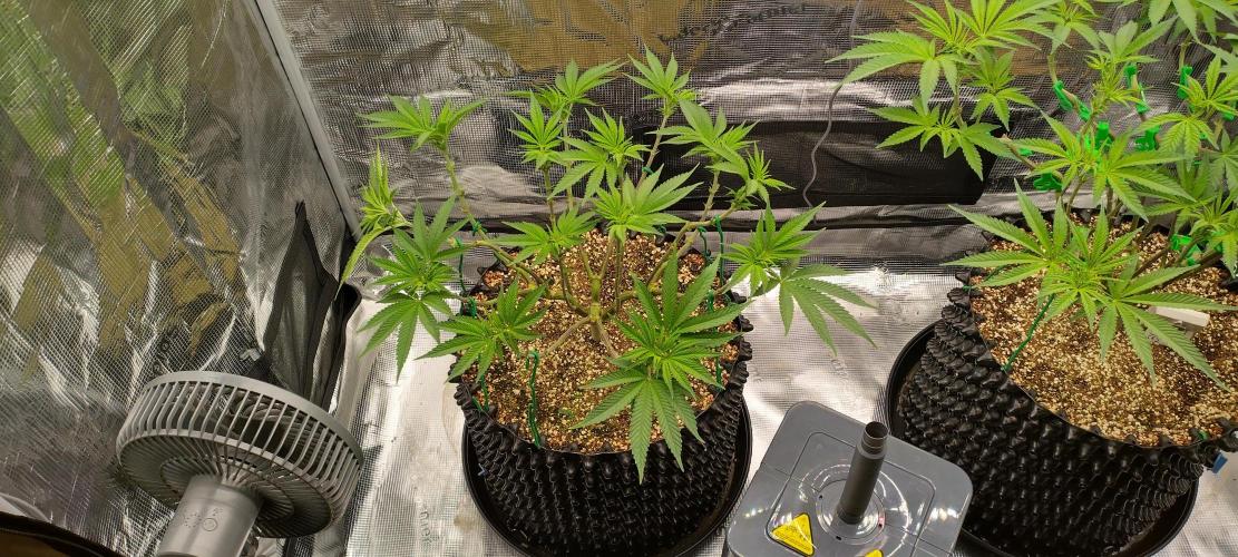 Super Lemon Haze Twins. Week 8