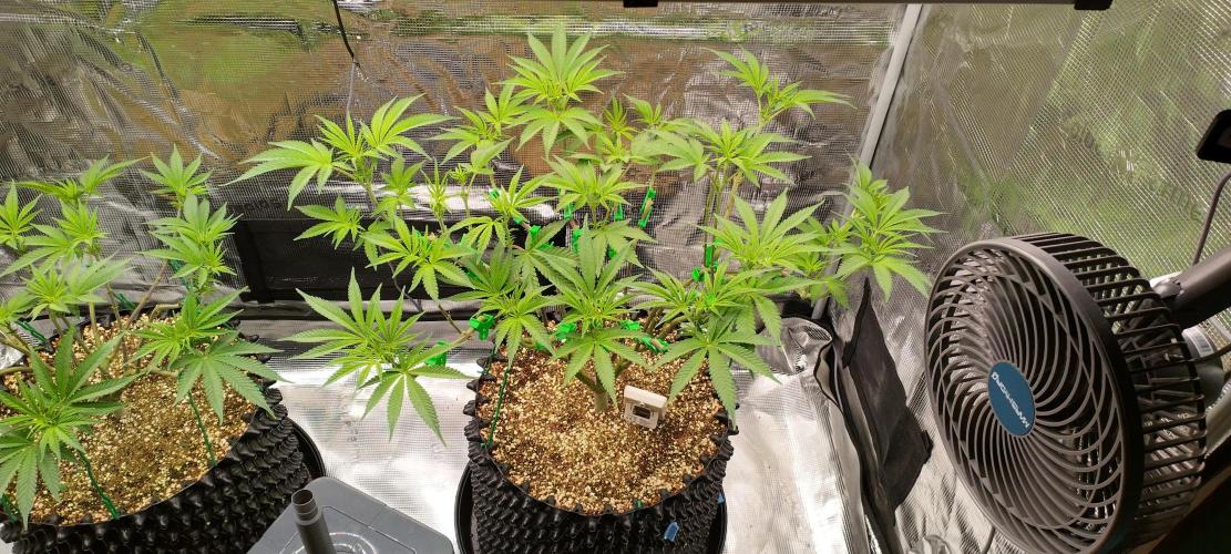 Super Lemon Haze Twins. Week 8