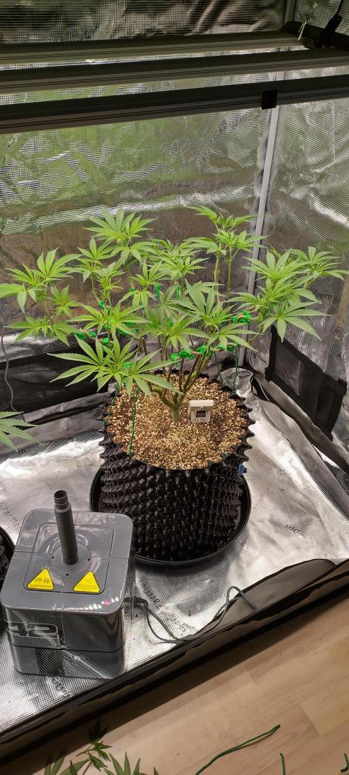 Super Lemon Haze Twins. Week 8