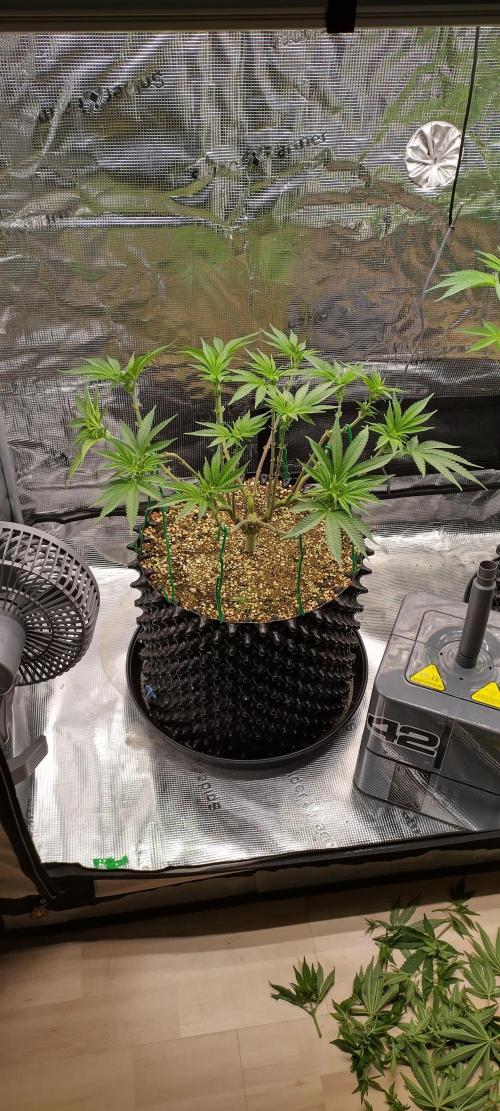 Super Lemon Haze Twins. Week 8