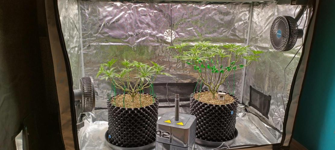 Super Lemon Haze Twins. Week 8
