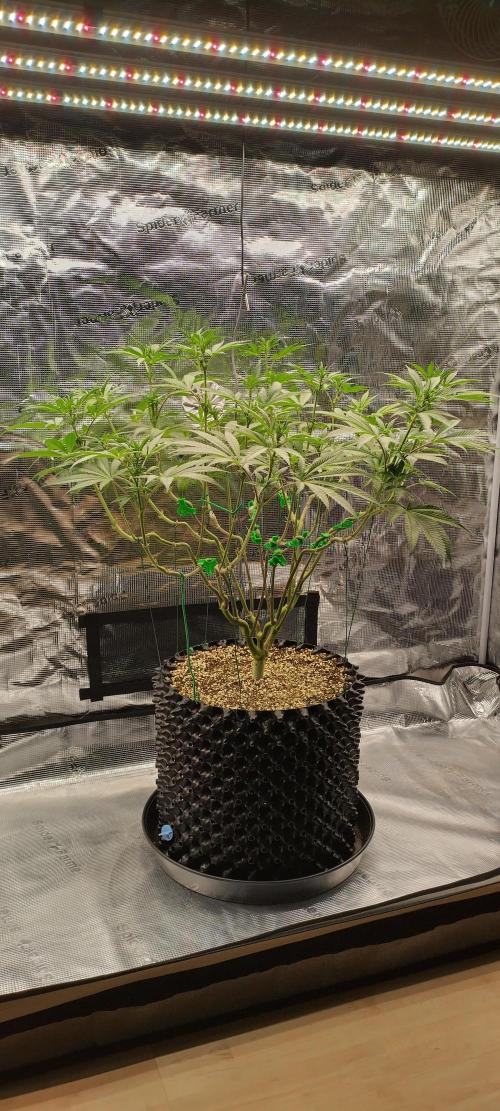 Super Lemon Haze Twins. Week 9