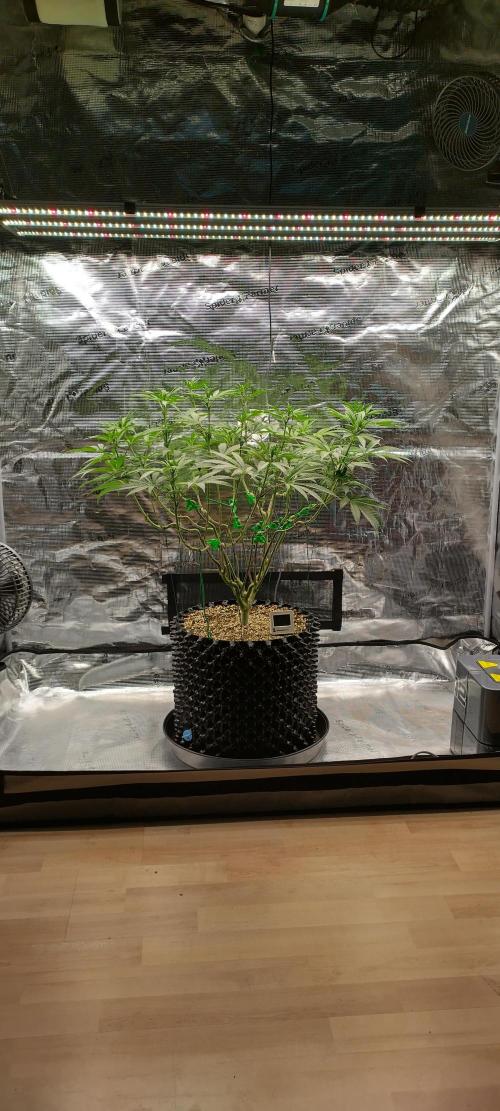 Super Lemon Haze Twins. Week 9