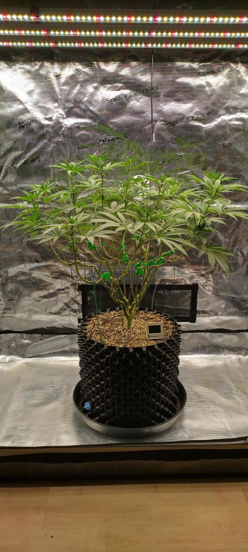 Super Lemon Haze Twins. Week 9