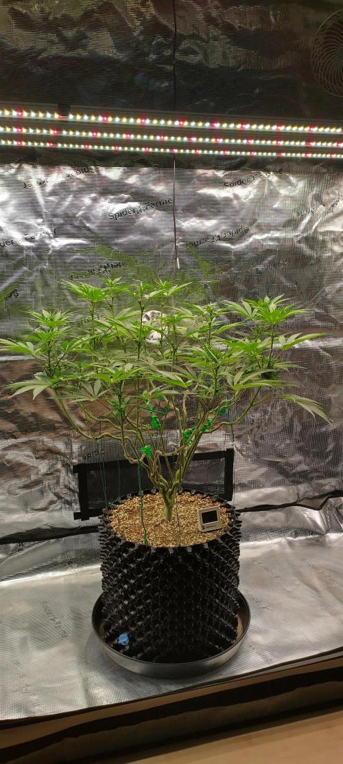 Super Lemon Haze Twins. Week 9