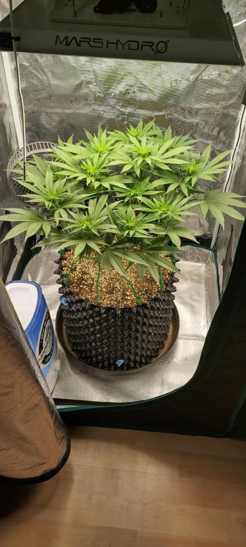 Super Lemon Haze Twins. Week 9