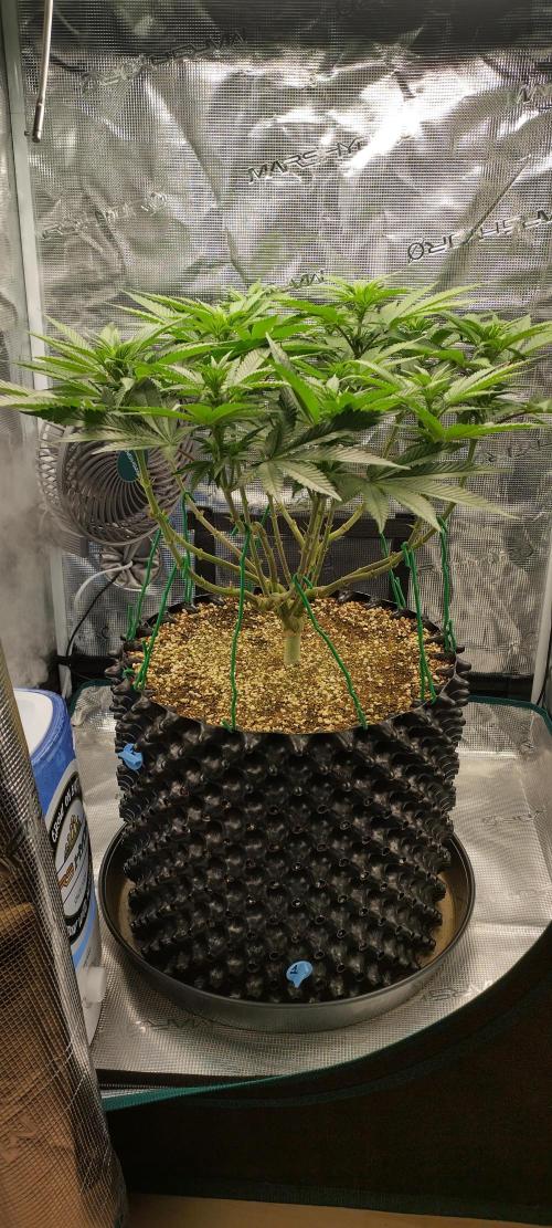 Super Lemon Haze Twins. Week 9