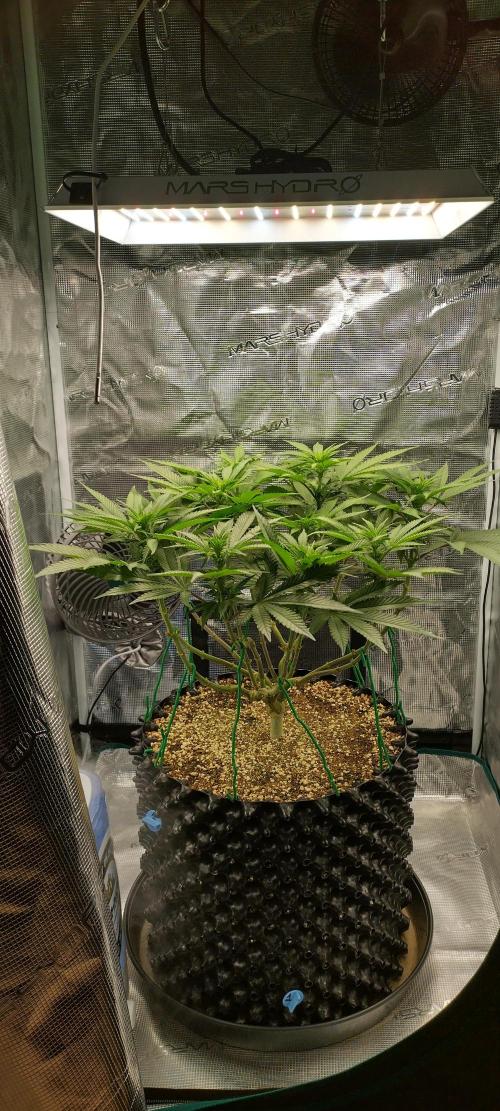 Super Lemon Haze Twins. Week 9