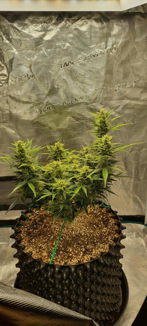 Gelato Auto 42. Week 9