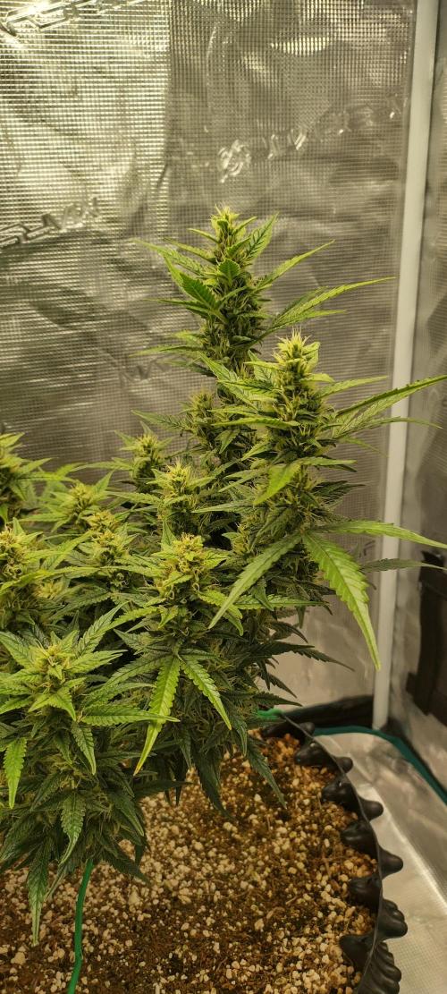 Gelato Auto 42. Week 9