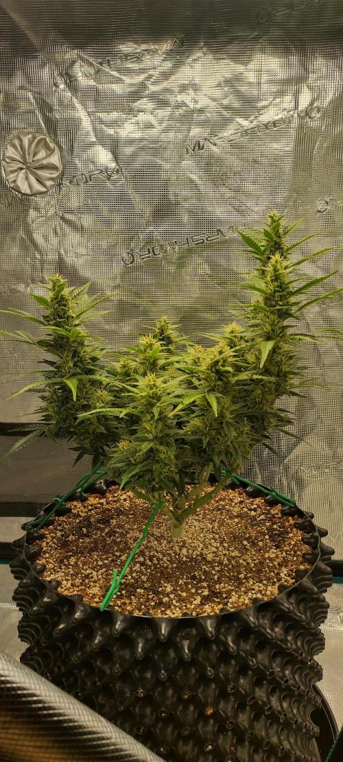 Gelato Auto 42. Week 9