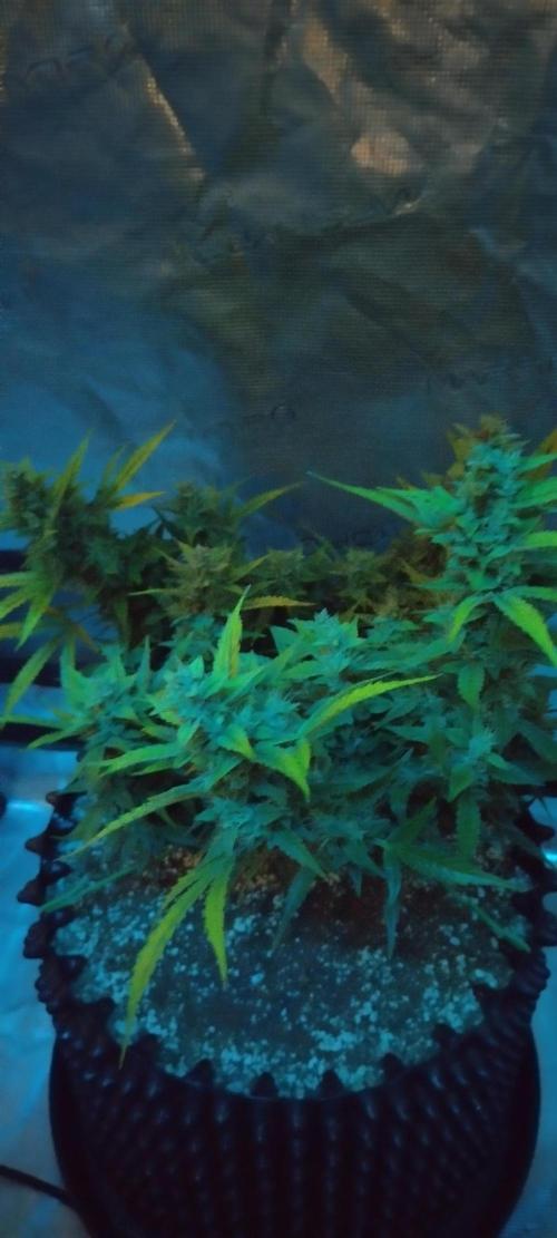 Gelato Auto 42. Week 10