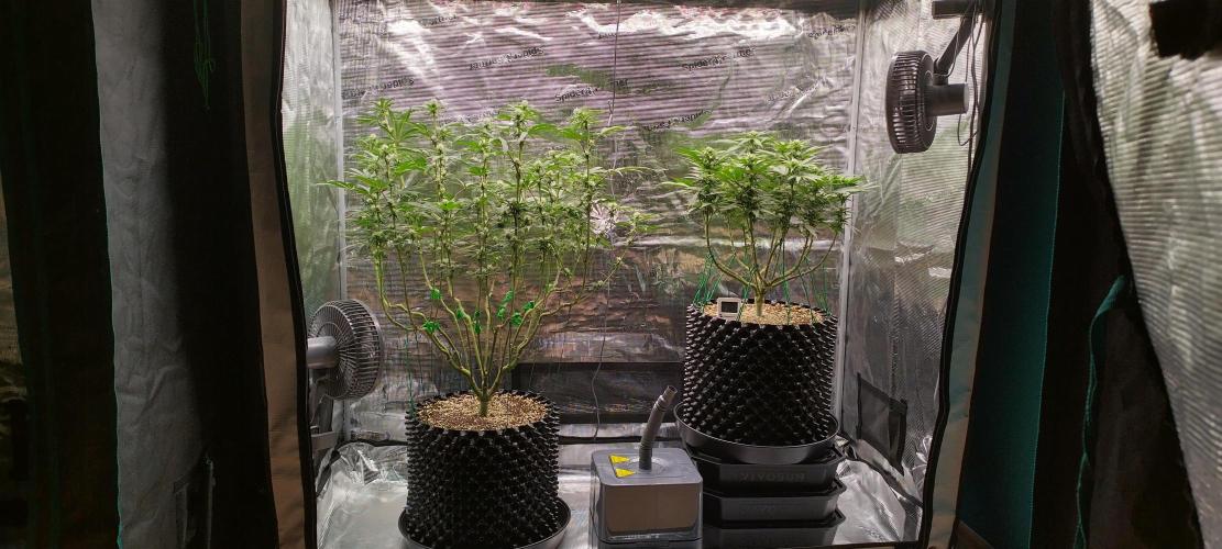 Super Lemon Haze Twins. Week 10