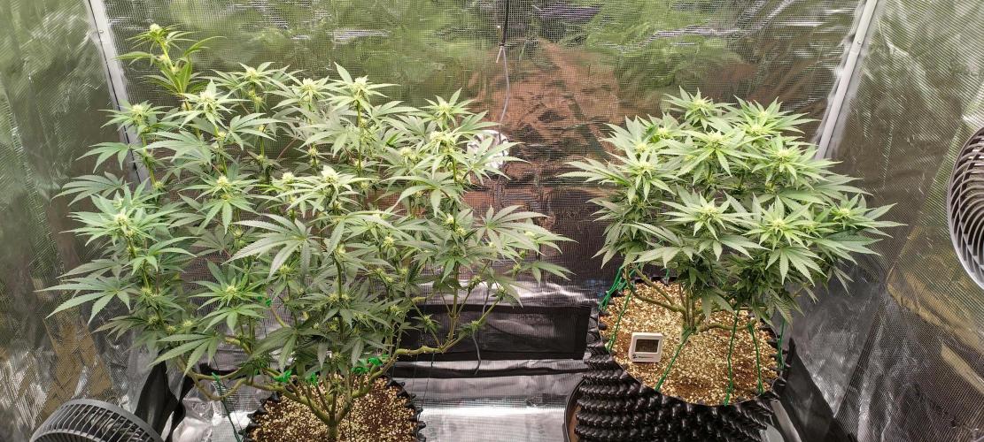 Super Lemon Haze Twins. Week 10