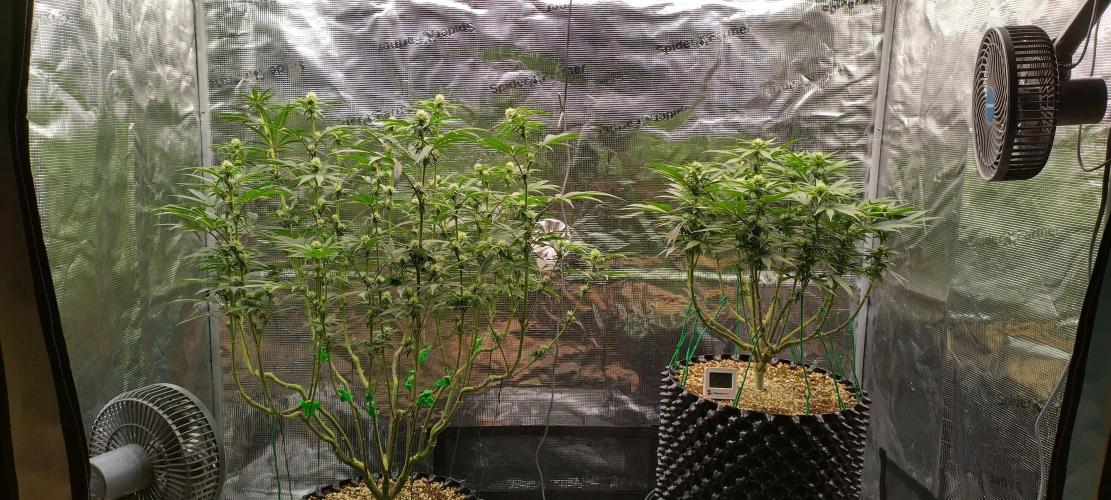 Super Lemon Haze Twins. Week 10