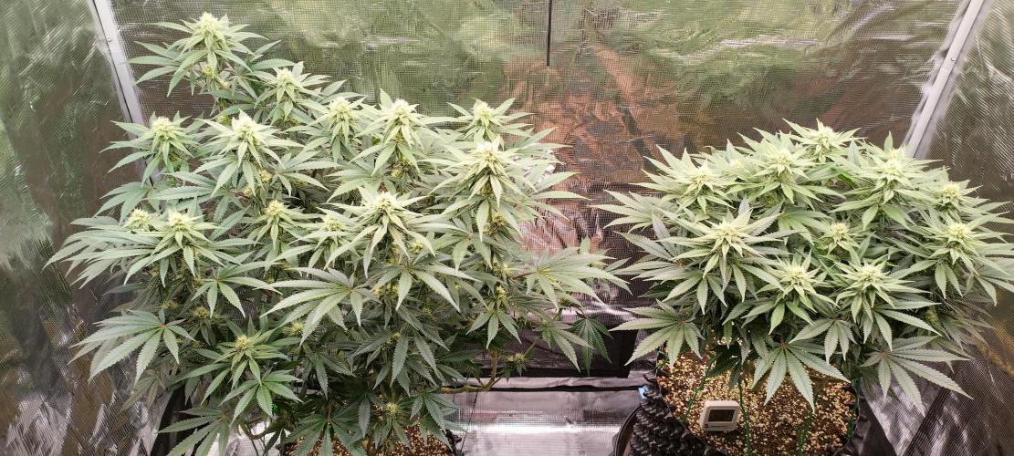 Super Lemon Haze Twins. Week 11