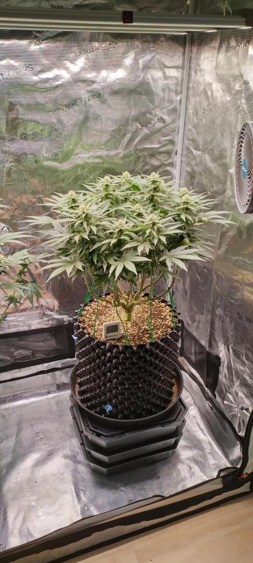 Super Lemon Haze Twins. Week 11