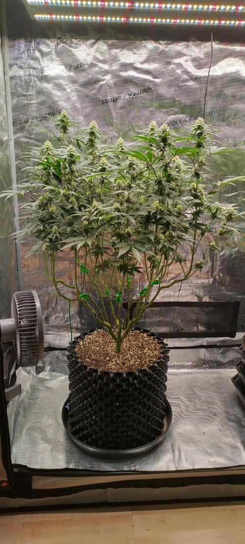 Super Lemon Haze Twins. Week 11