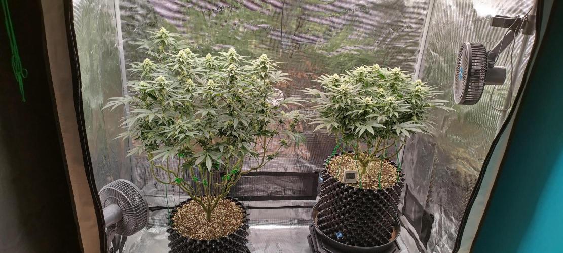 Super Lemon Haze Twins. Week 11