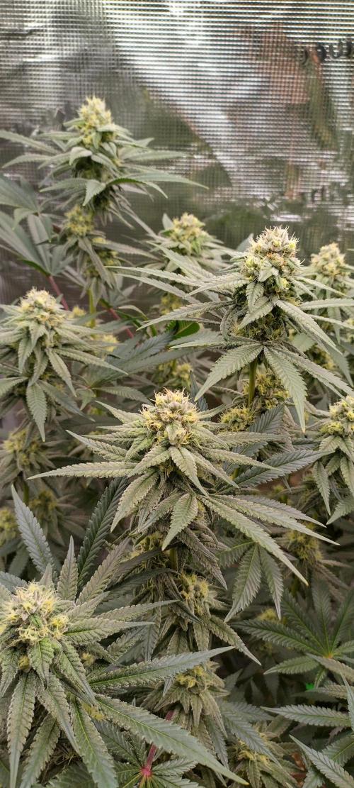 Super Lemon Haze Twins. Week 12