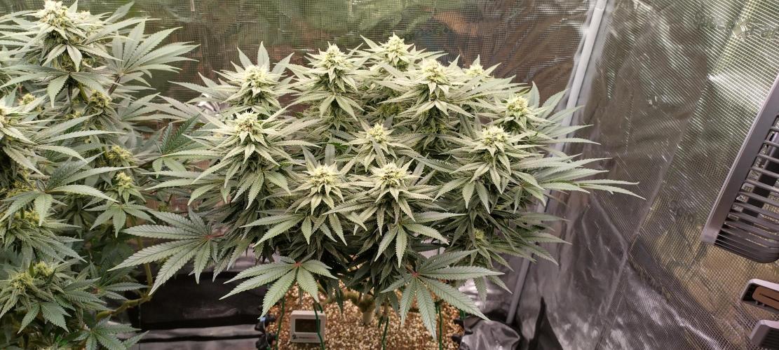 Super Lemon Haze Twins. Week 12