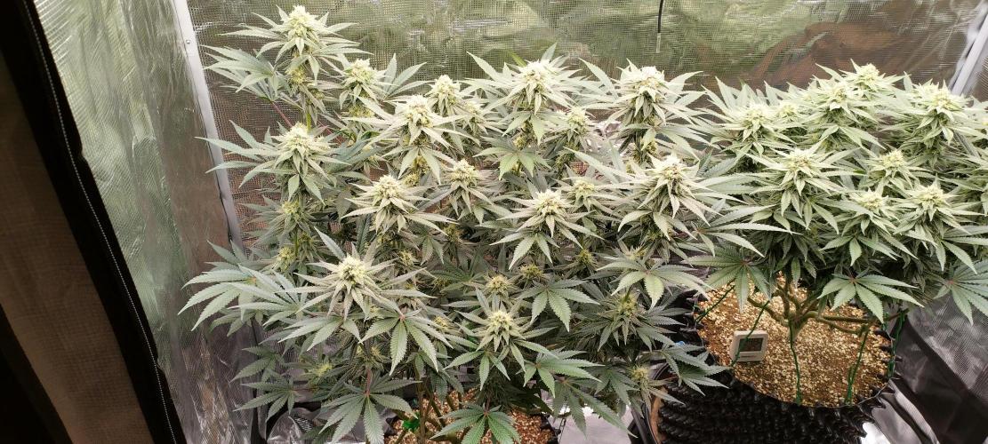 Super Lemon Haze Twins. Week 12