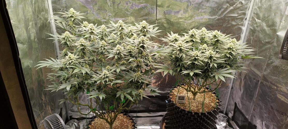 Super Lemon Haze Twins. Week 12