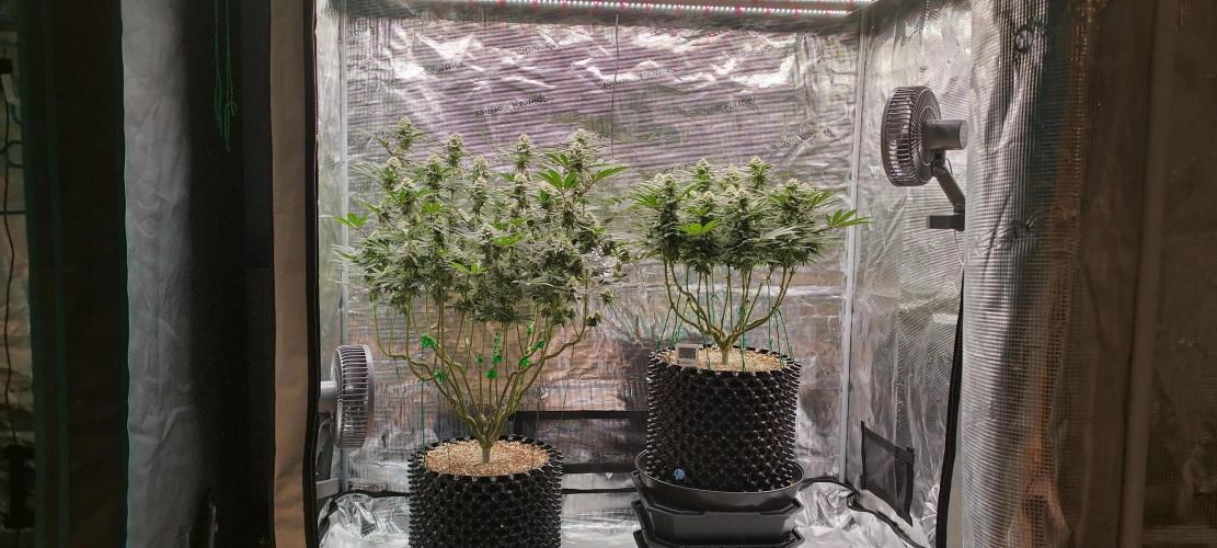 Super Lemon Haze Twins. Week 12