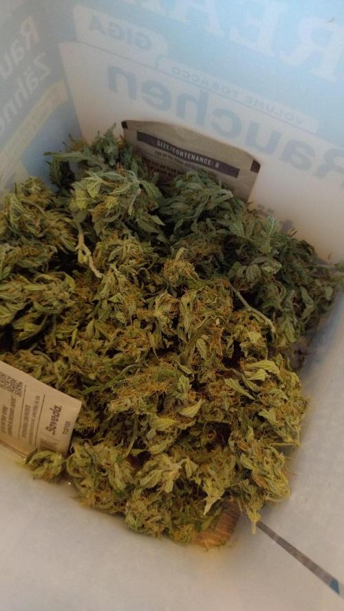 Gelato Auto 42. Week 11