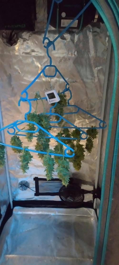 Gelato Auto 42. Week 11