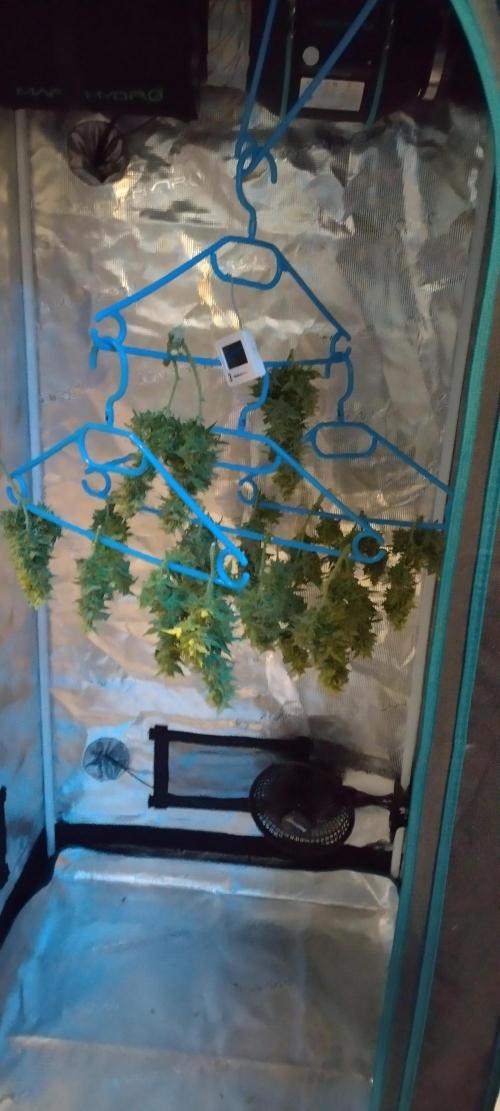 Gelato Auto 42. Week 11