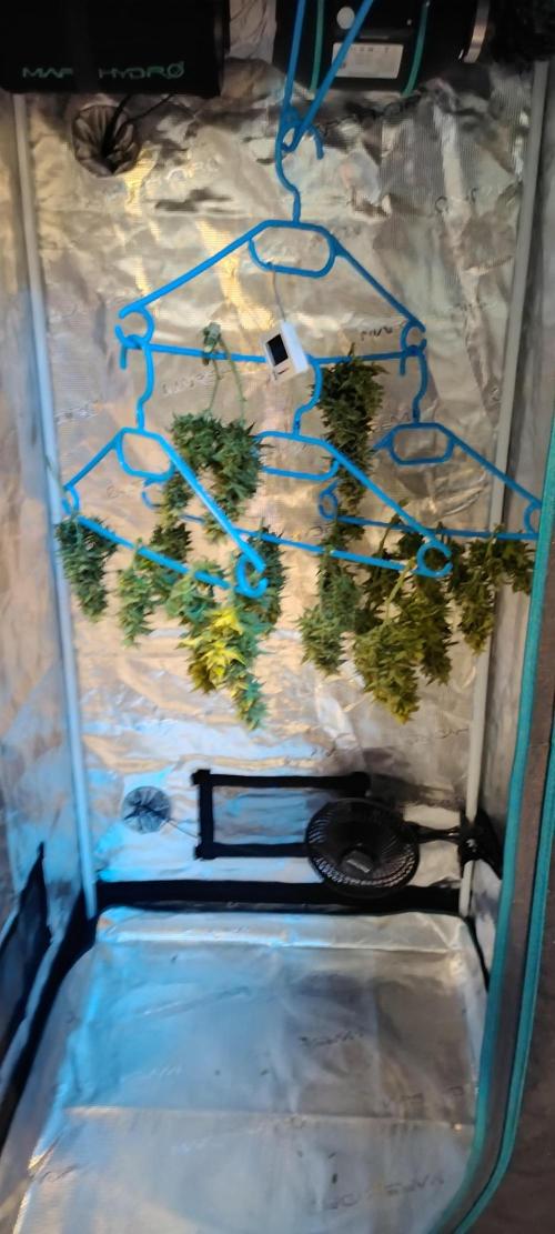 Gelato Auto 42. Week 11