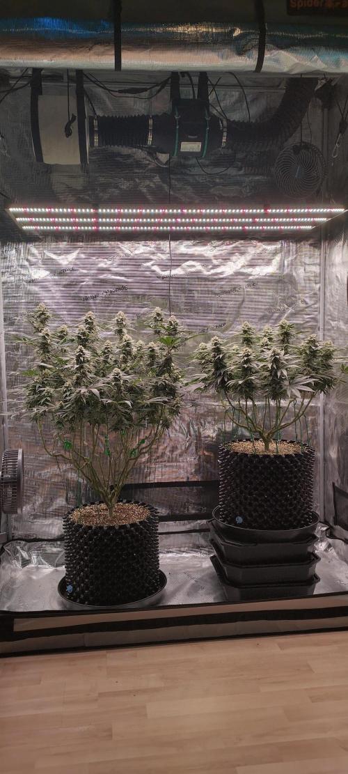 Super Lemon Haze Twins. Week 13