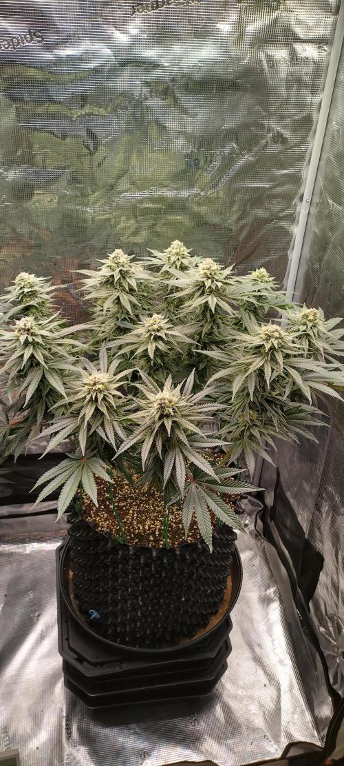 Super Lemon Haze Twins. Week 13