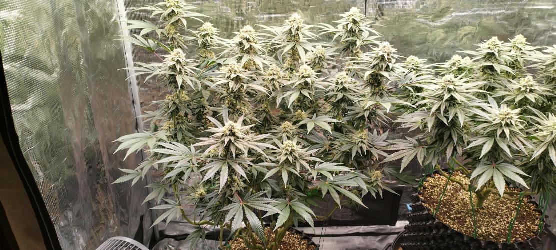 Super Lemon Haze Twins. Week 13