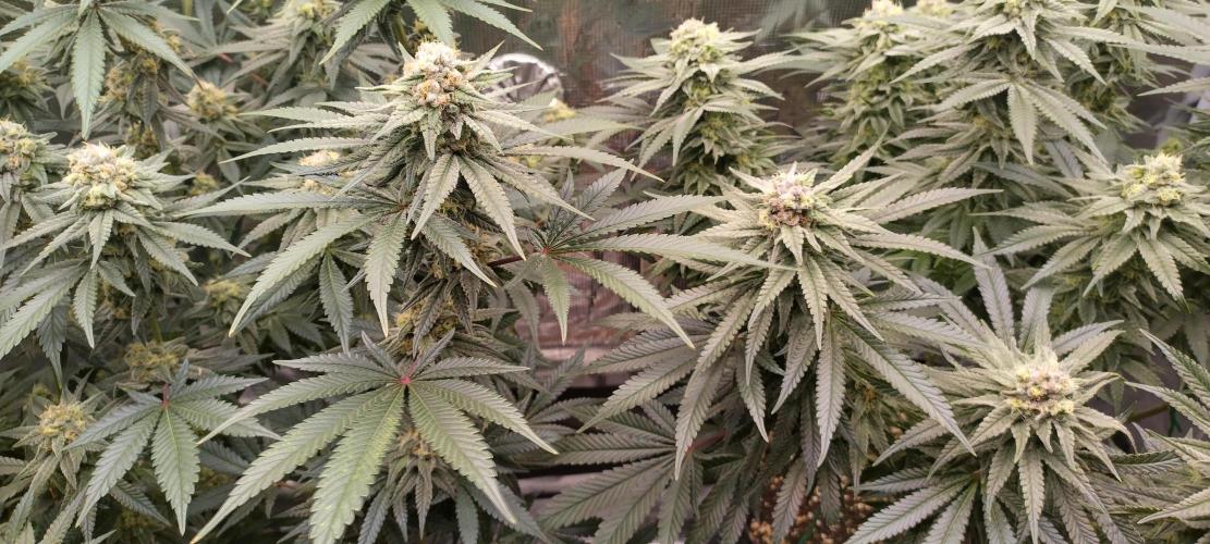 Super Lemon Haze Twins. Week 13