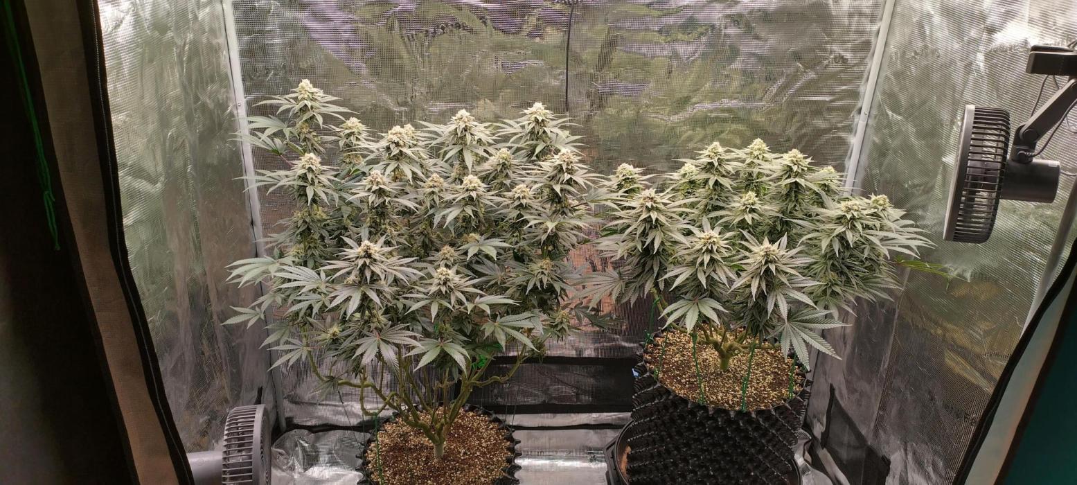 Super Lemon Haze Twins. Week 14