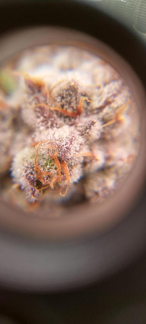 Super Lemon Haze Twins. Week 15